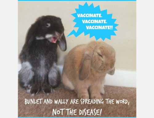 Is your pet rabbit vaccinated? Now’s the time!