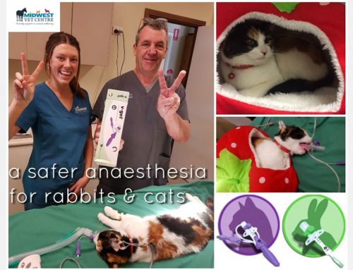 Our NEW V-Gel airway tubes – A safer anesthetic for Rabbits and Cats