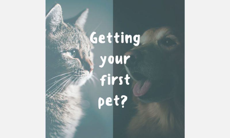 getting-your-first-pet-midwest-vet-centre