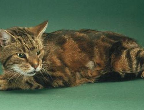 Does your cat have Hyperthyroidism?